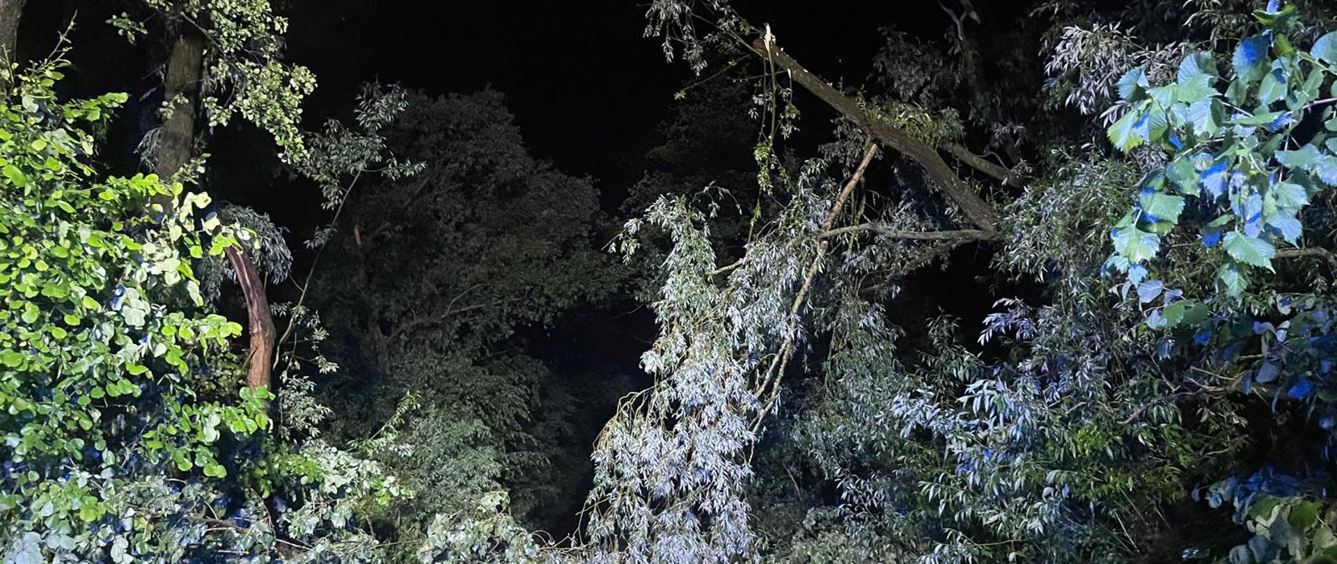 Zdjęcie przedstawia połamane drzewa na drodze