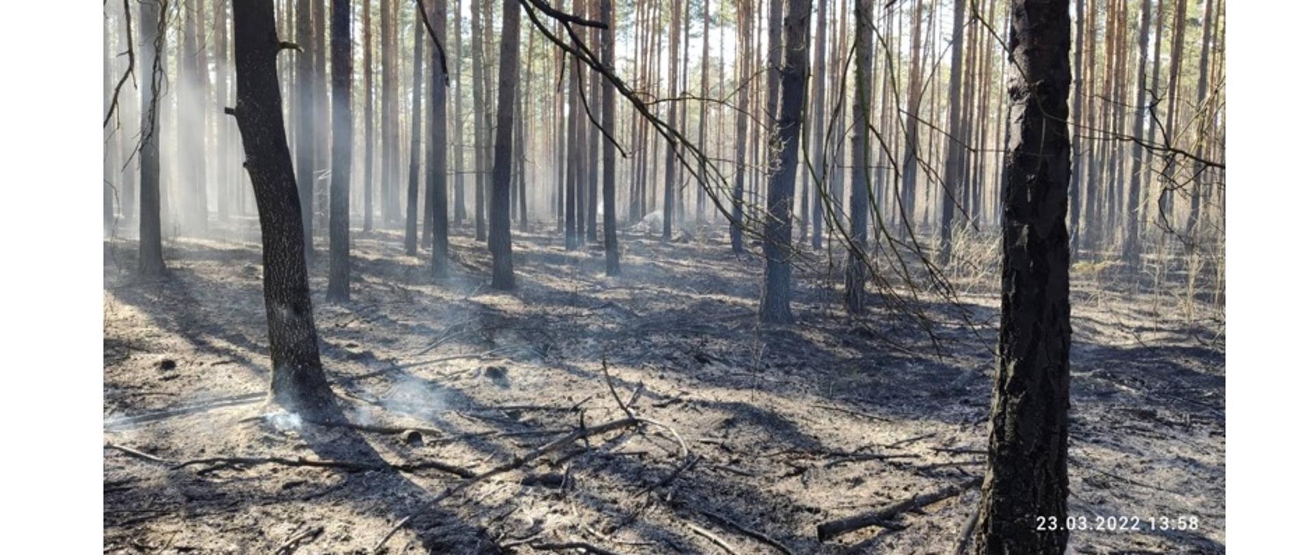 Na zdjęciu widać las po pożarze. 