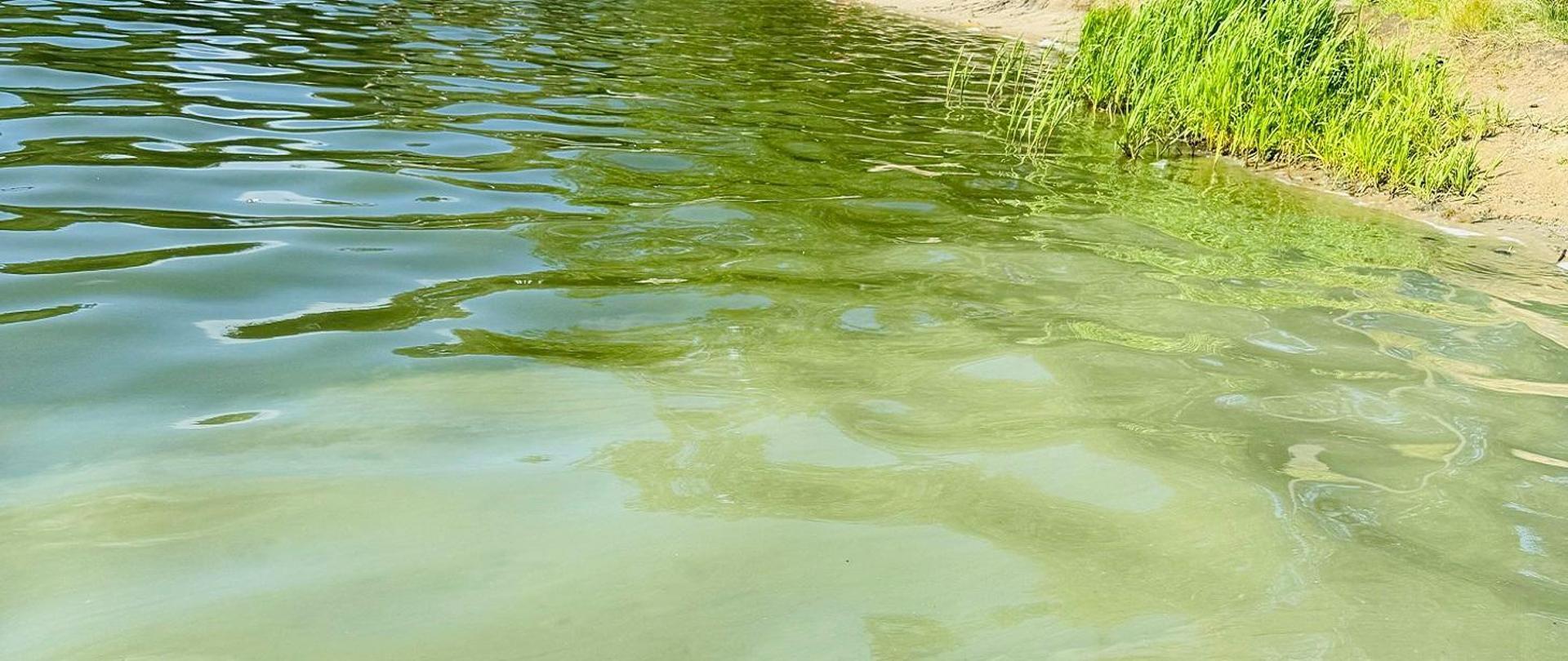 Zakwit sinic w zbiorniku wodnym