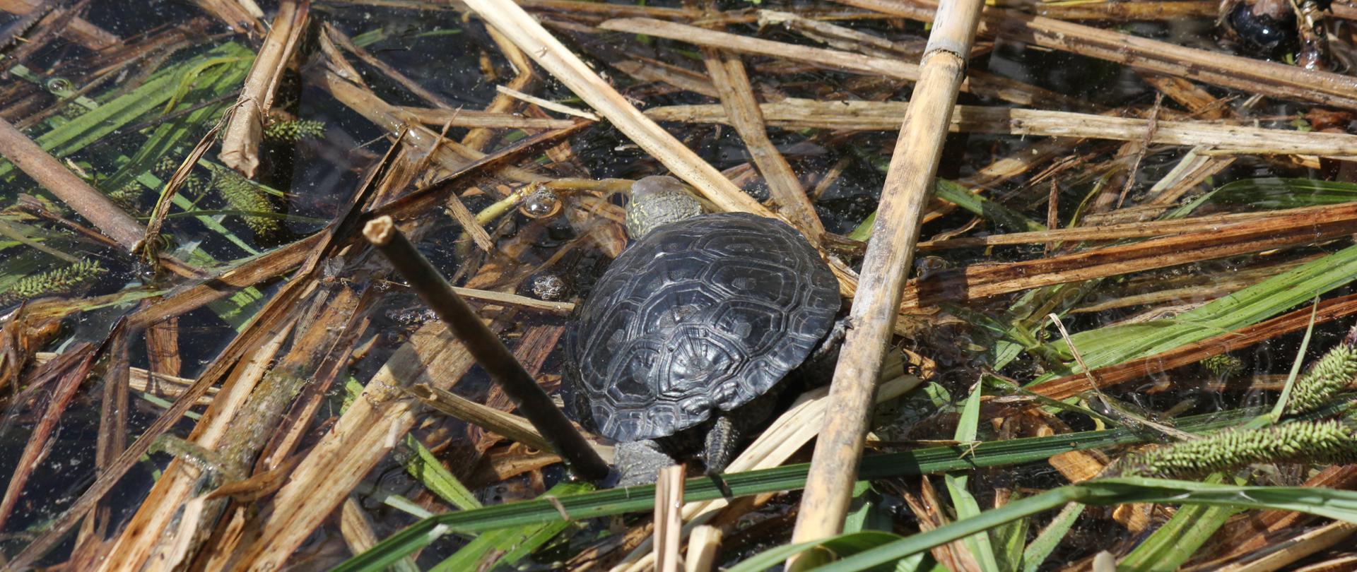 Żółw błotny w trzcinie porusza się w stronę wody