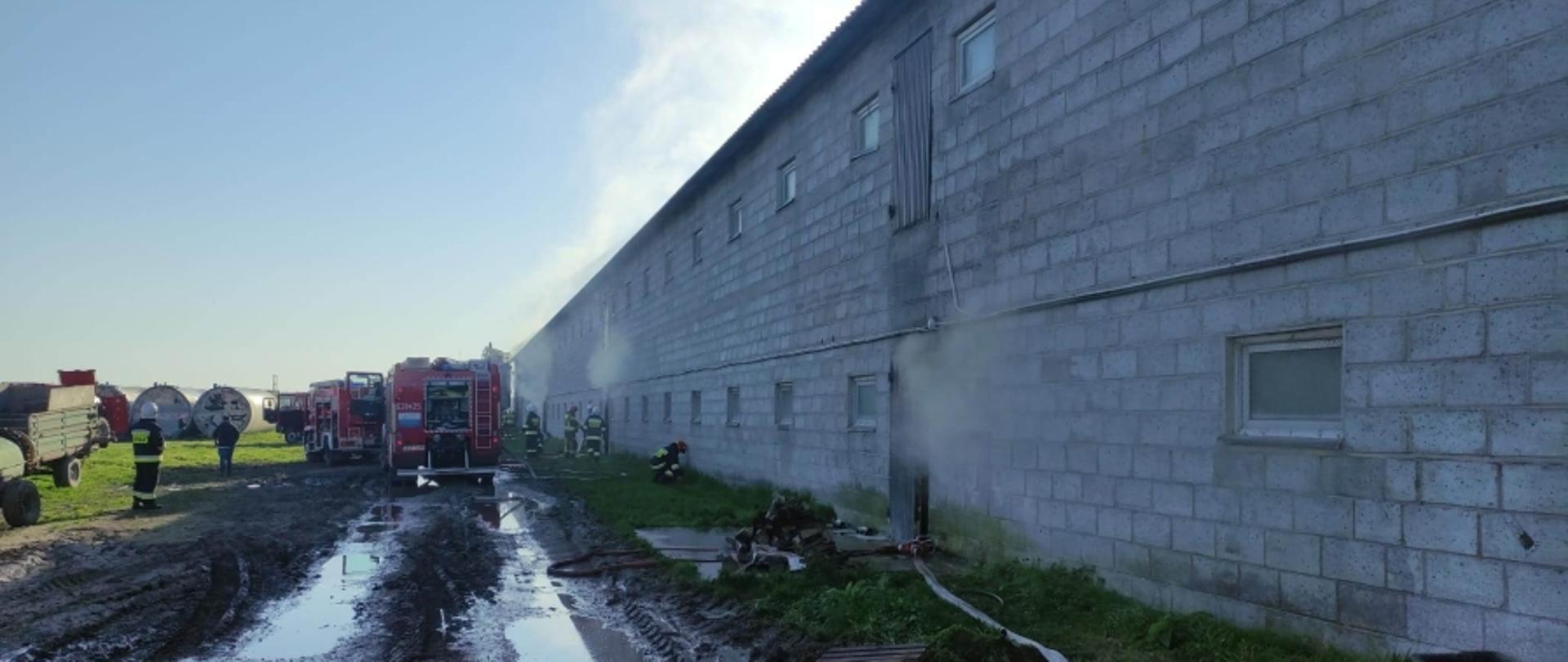 Pożar budynku inwentarskiego w Aleksandrowie