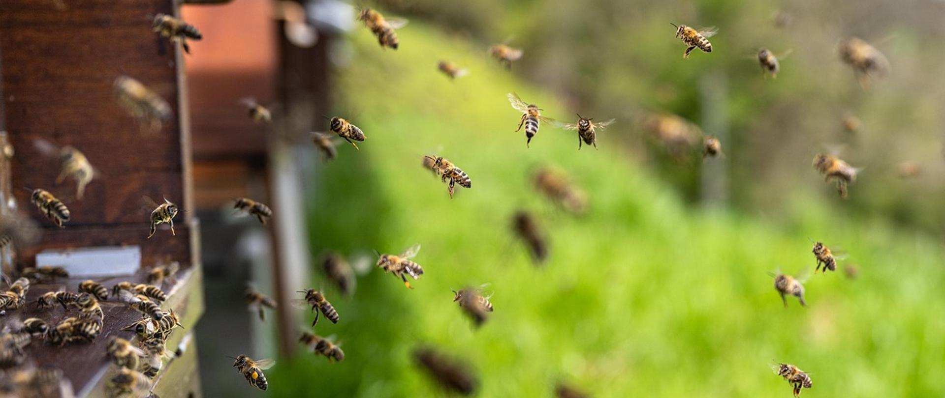 Po lewej stronie zdjęcia są ule. Pszczoły w locie na tle zieleni traw skierowane są do pierwszego ula. Część pszczół siedzi na ulu.