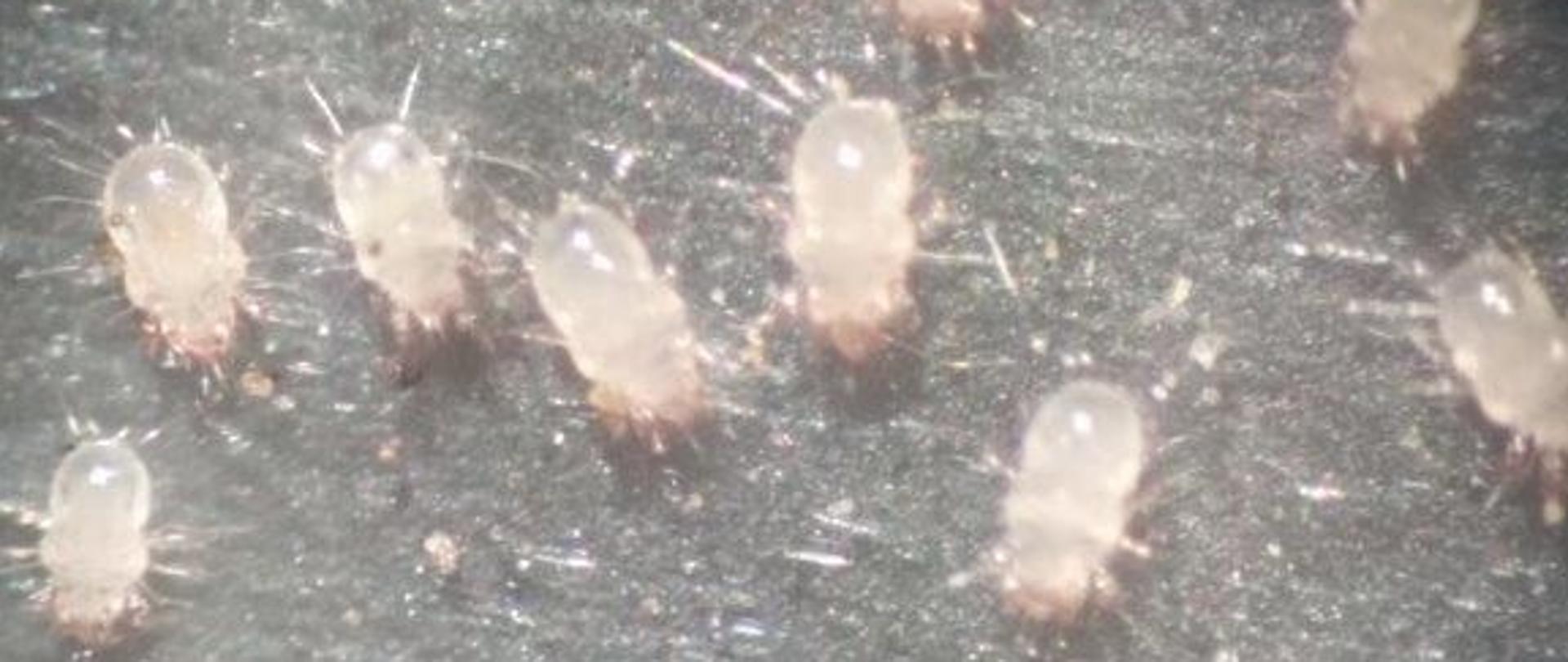 Zdjęcie przedstawia Rozkruszek drobny (Tyrophagus putrescentiae)