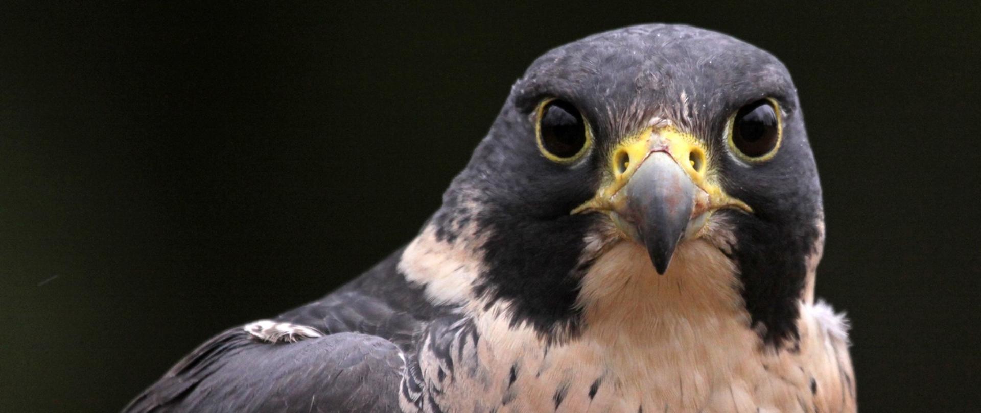 Zdjęcie przedstawiające orła