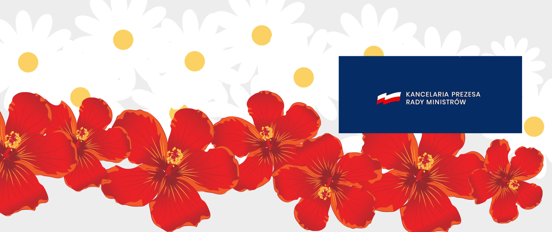 Kwiaty białe i czerwone ułożone w kształt flagi