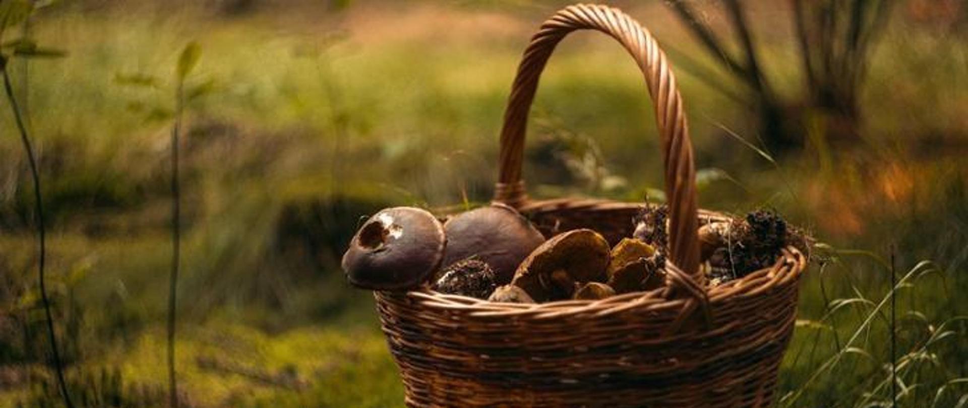 Grzyby w koszyku wilkinowym na tle leśnego runa