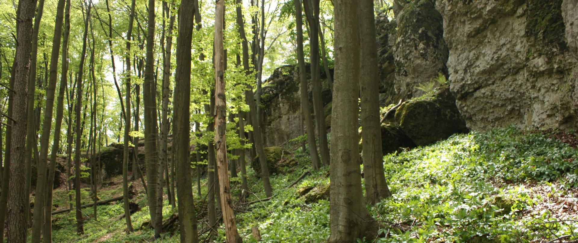 Zdjęcie drzew i ostańców skalnych