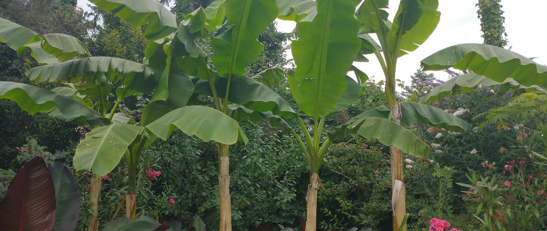 bananowce w ogrodzie