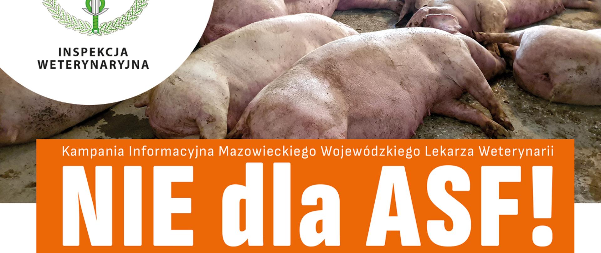 5 podstawowych zasad, które pomogą uchronić Twoje stado przed ASF