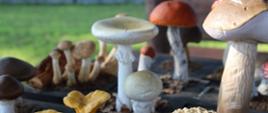 zdjęcie grzybów