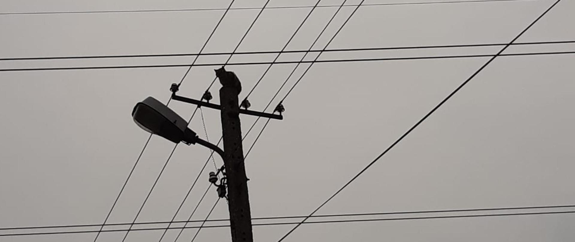 Zdjęcie przedstawia betonowy słup energetyczny. Na jego szczycie siedzi kot.