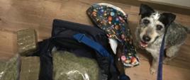 Pies tropiący przy ujawnionych narkotykach w torbie