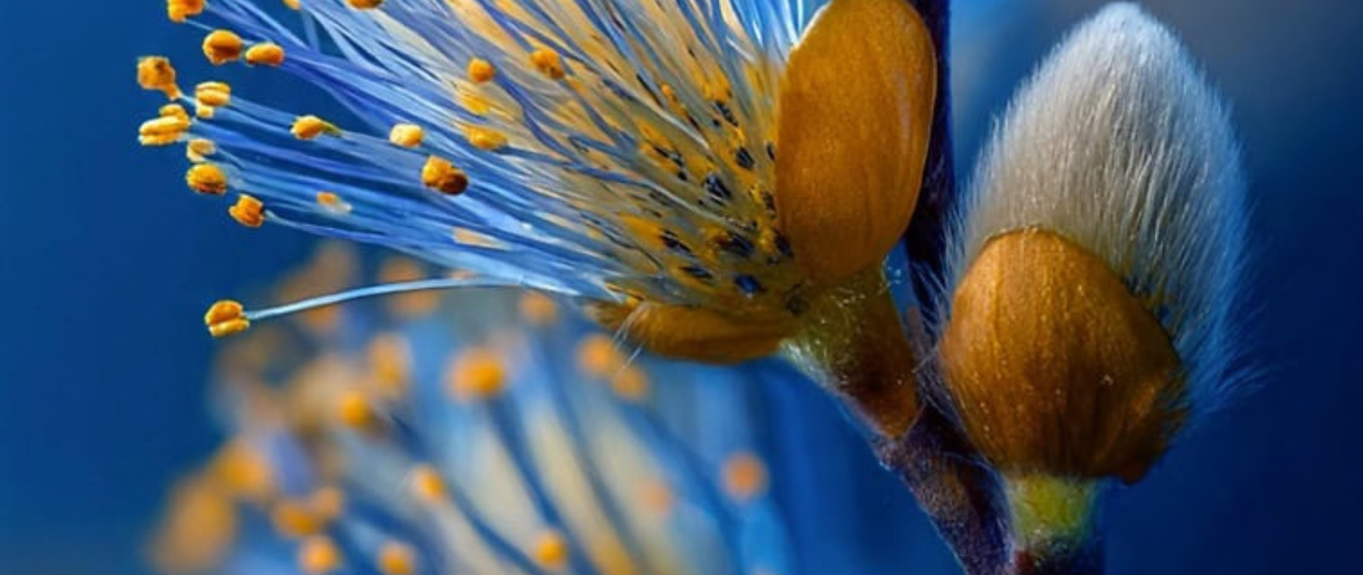 Jednym Głosem dla Psychiatrii nr 1/2026 - zdjęcie przedstawia kwitnące bazie na tle intensywnie niebieskiego nieba