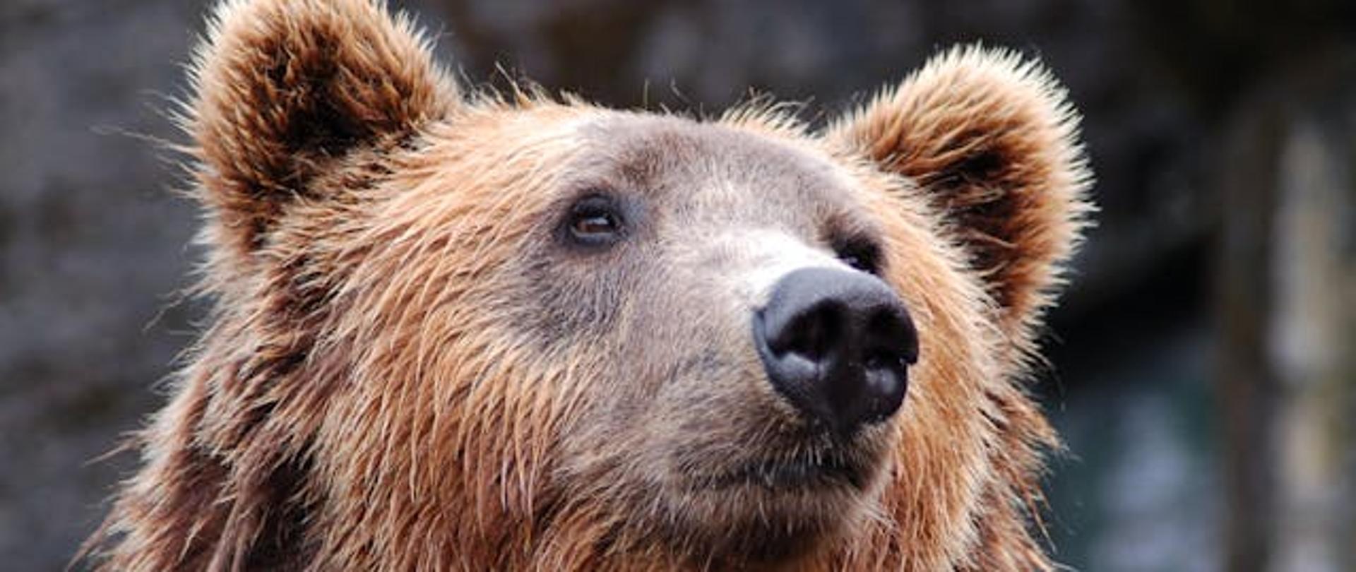 glowa niedzwiedzia brunatnego patrzacego w bok