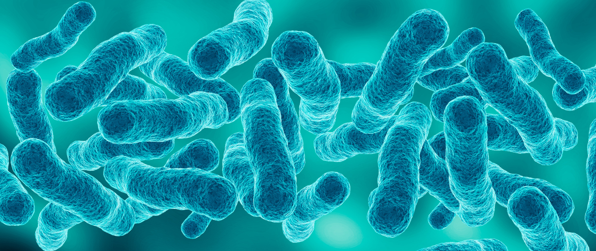 Pałeczki bakterii Legionella