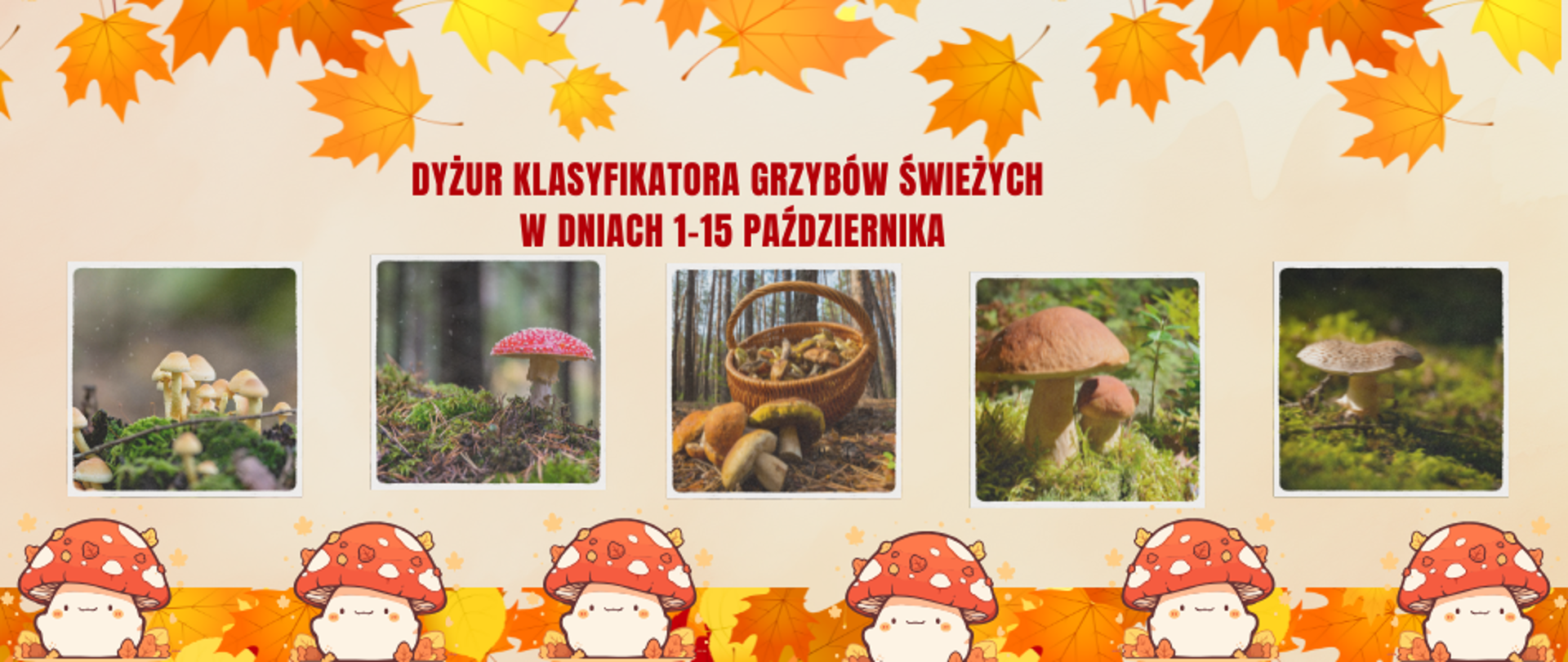 dyżur klasyfikatora grzybów świeżych w dniach 1-15 października 