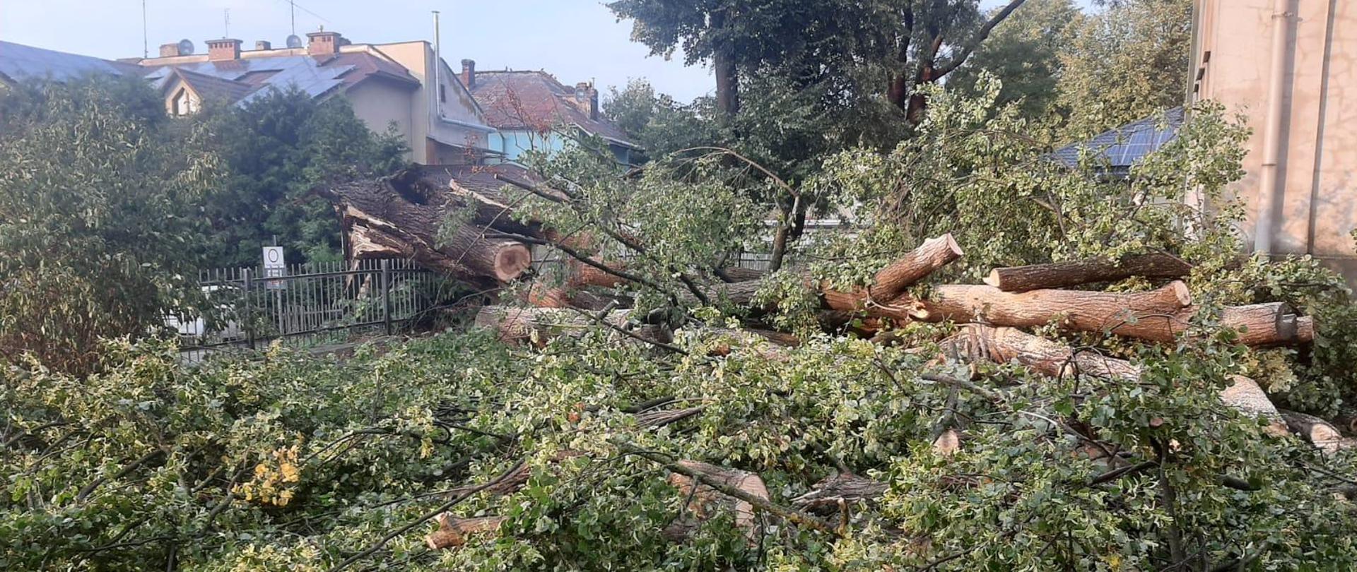 Zdjęcie przedstawia pocięte drzewa które na skutek silnego wiatru znalazły się na ziemi.