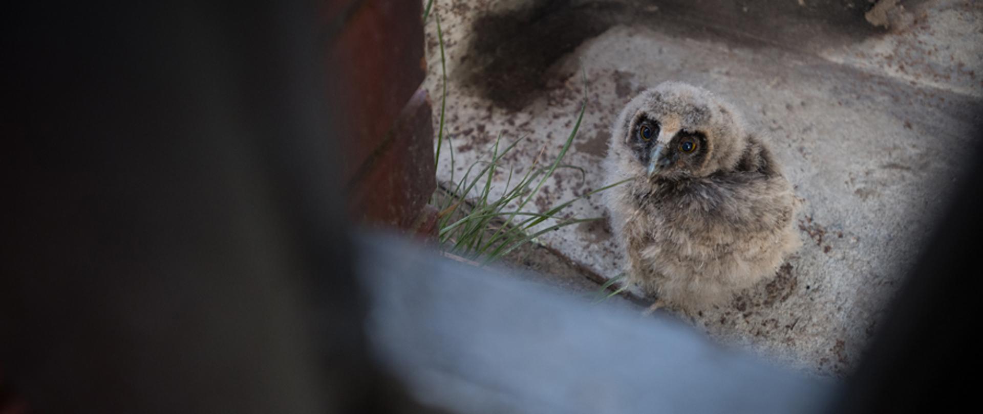 Na zdjęciu widoczne pisklę sowy siedzące na ziemi. Ptak w szarym opierzeniu, z ciemnymi obwolutami wokół oczu.