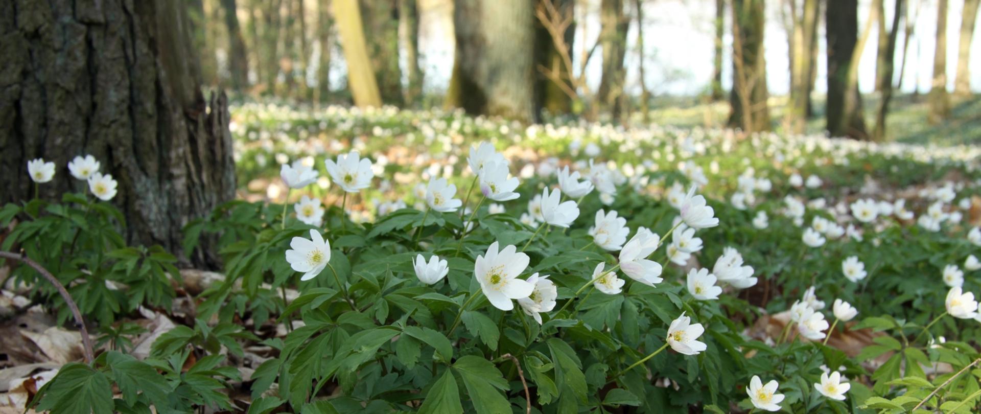 Kujawsko-pomorscy leśnicy nie ograniczają możliwości przebywania w lesie