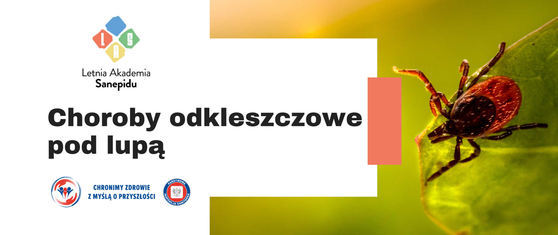Po lewej stronie znajduje się logo Letniej Akademii Sanepidu oraz logotypy Państwowej Inspekcji Sanitarnej. Centralnie umieszczono duży tytuł "Choroby odkleszczowe pod lupą" na jasnym tle. Po prawej stronie widoczne jest zbliżenie kleszcza siedzącego na zielonym liściu, na tle rozmytej zielono-żółtej roślinności.