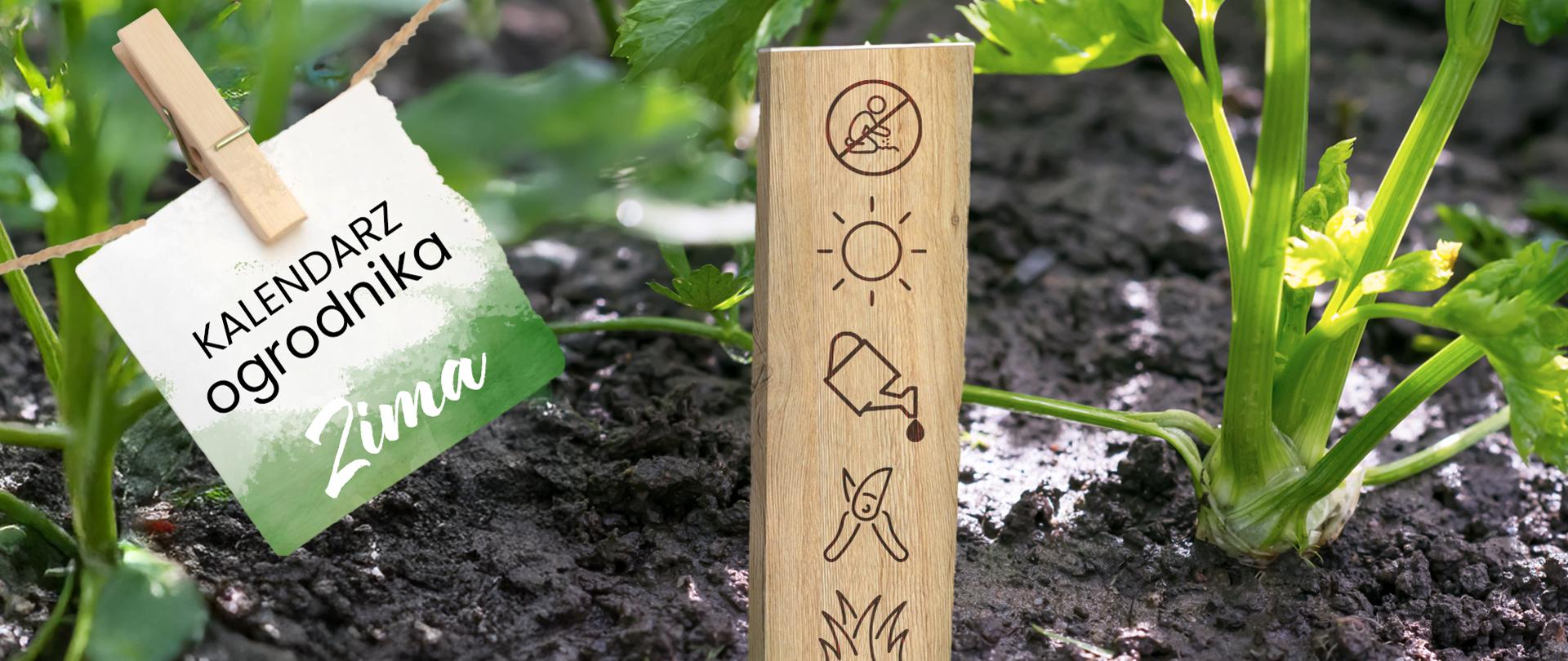 Na zdjęciu widoczny jest fragment ogródka warzywnego. Na pierwszym planie rośnie zielona roślina (najprawdopodobniej seler lub inna roślina liściasta). W ziemi wbity jest drewniany znacznik z piktogramami ogrodniczymi: przekreślony symbol kopania, słońca, konewka z kroplą wody, sekator oraz trawa/roślina. Z lewej strony, na sznurku przypięta jest spinaczem karteczka z napisem: "KALENDARZ ogrodnika Zima". Tło stanowi ziemia grządek oraz zielone liście innych roślin.