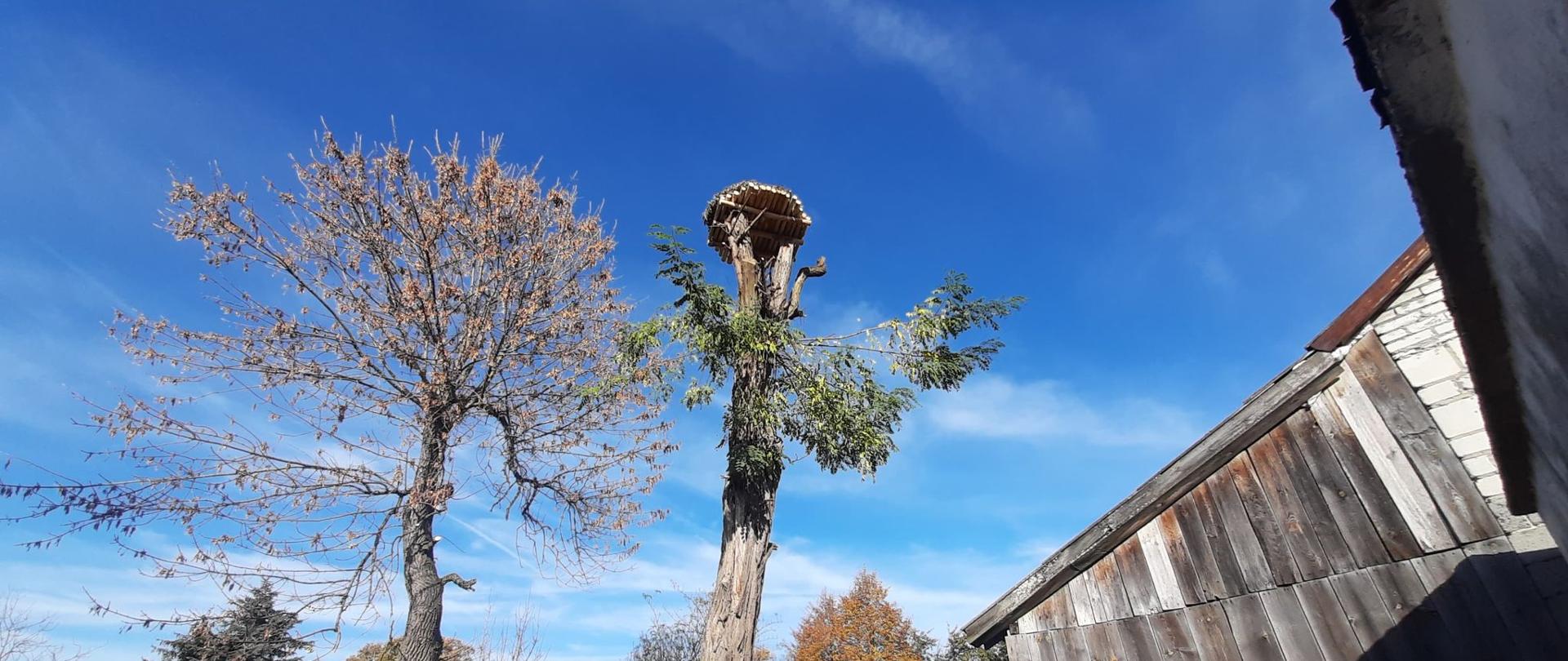Rewitalizacja siedlisk bociana białego w województwie świętokrzyskim
