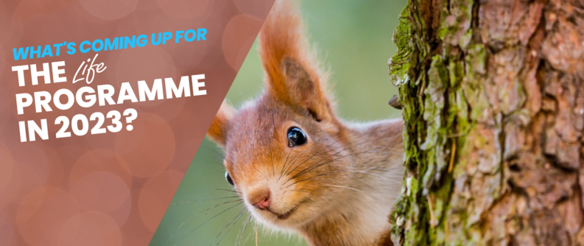 Grafika ilustracyjna 