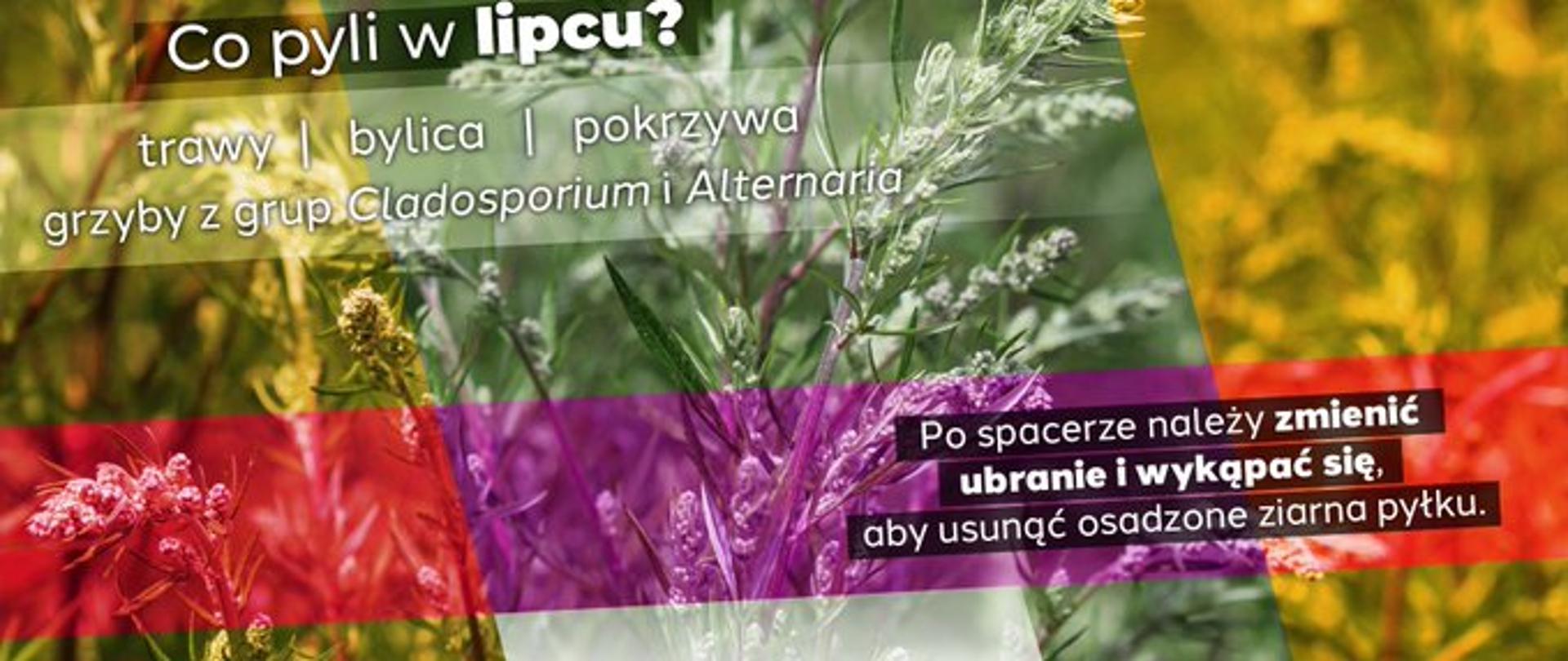Zdjęcie przedstawia napis natle traw " Co Pyli w lipcu?
trawy , bylica, pokrzywa, grzyby z grup Cladosporium i Alternaria
