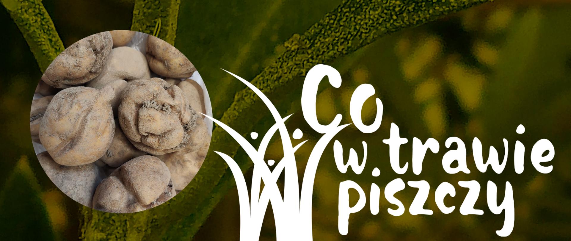 Co trawie piszczy - ziemniaki cudaki, ziemniaki o dziwnych kształtach