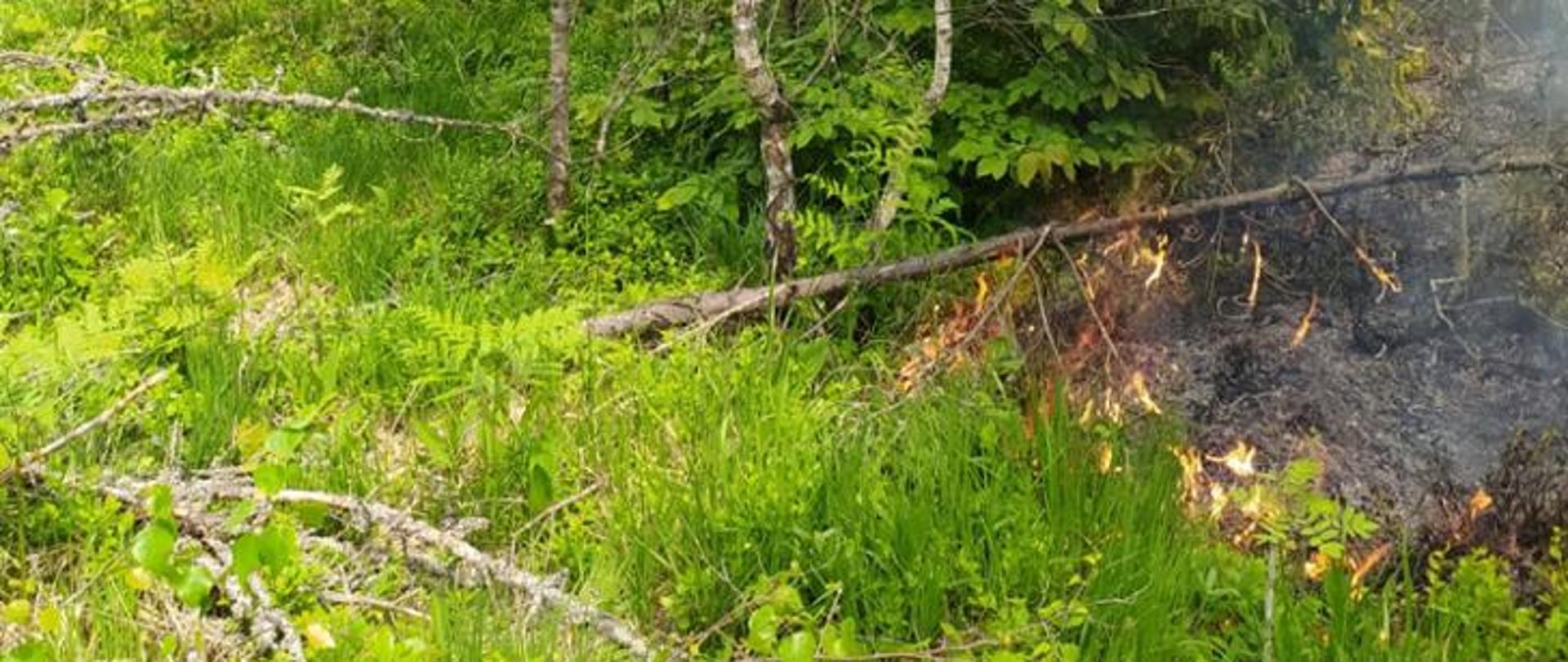 Na terenie leśnym z zielona trawą pali się ściółka.