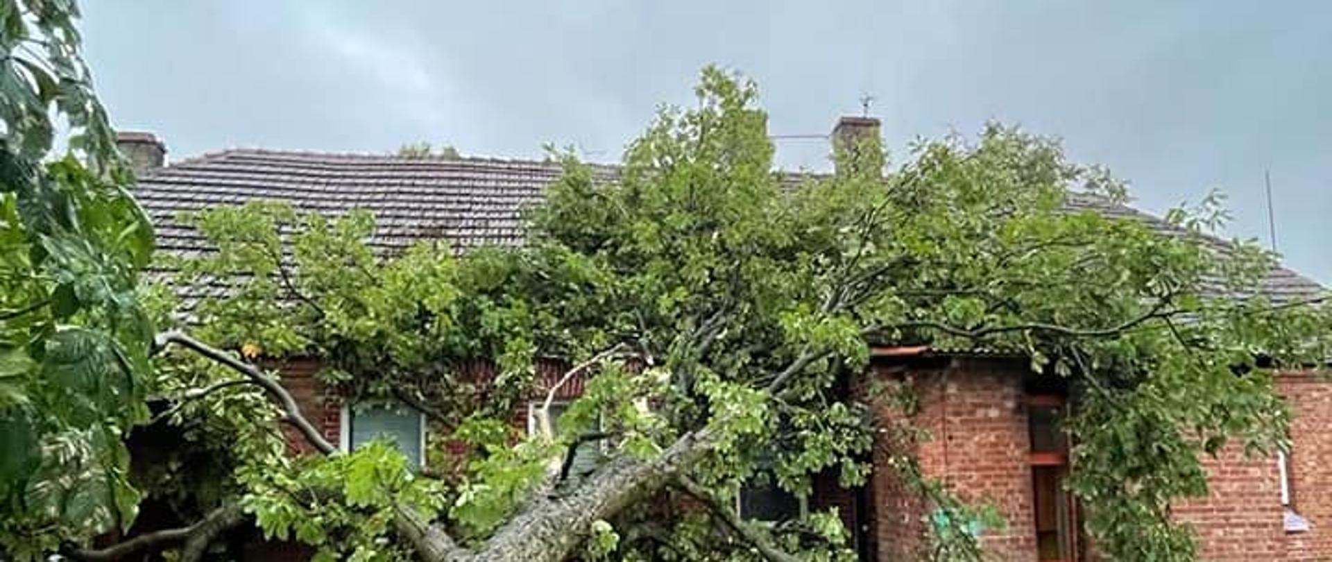 zablokowane wejście do budynku mieszkalnego przez powalone drzewo