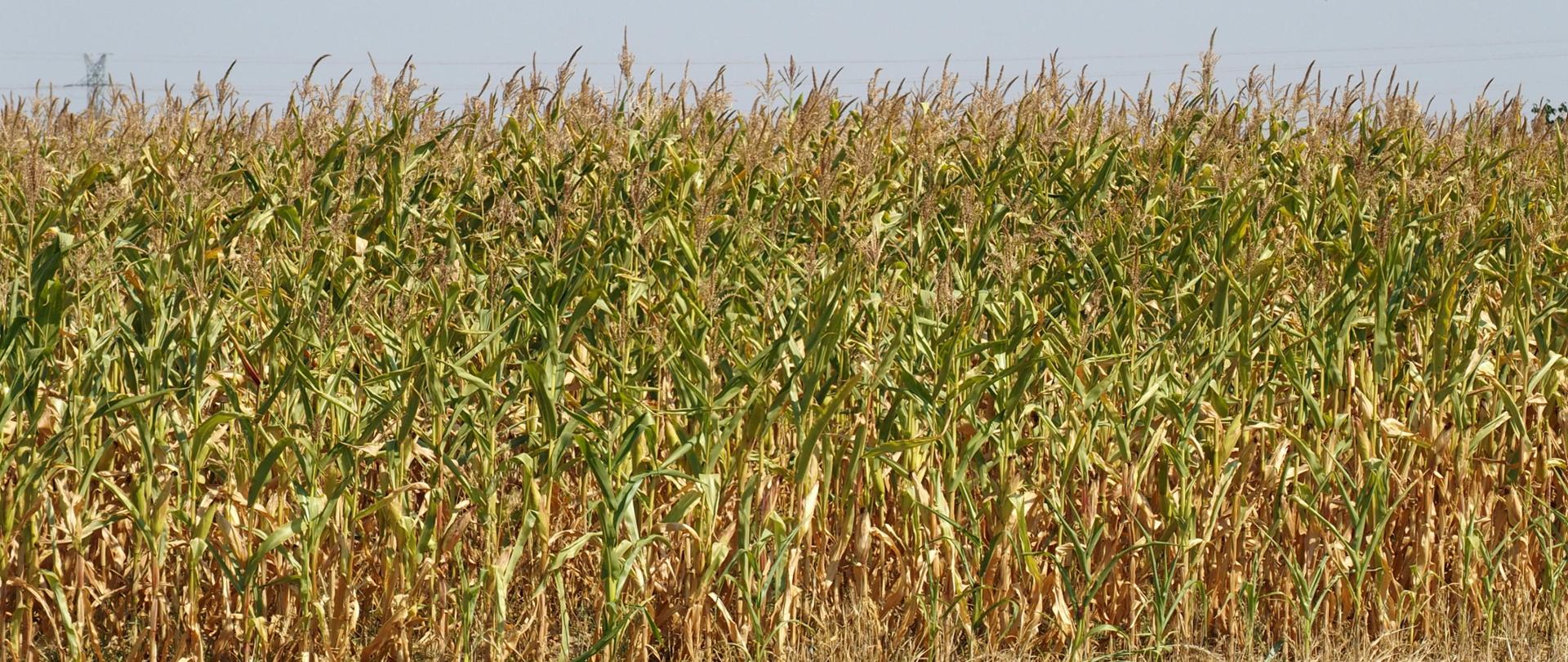 pole kukurydzy