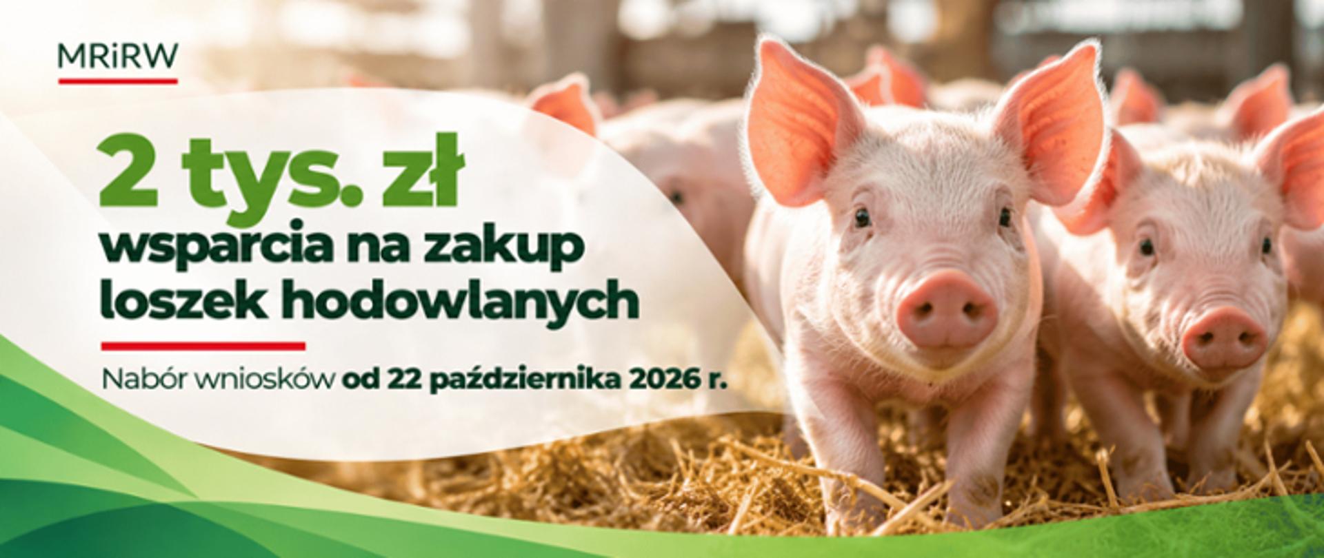 MRiRW_ogłoszenie_dla_hodowców_świń