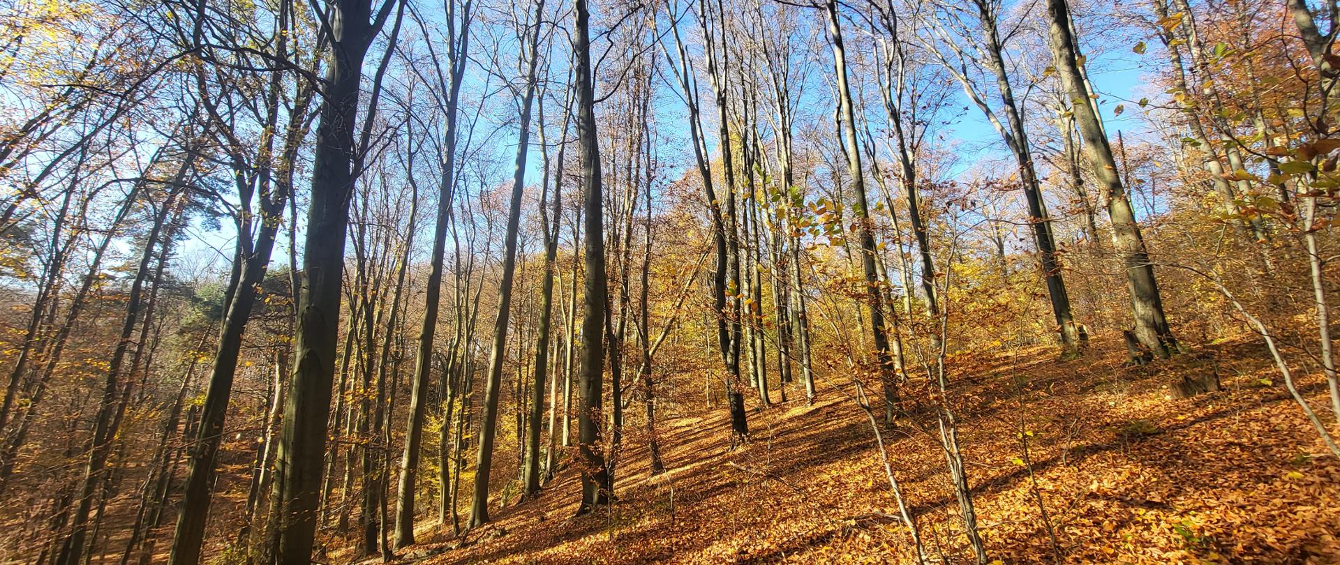 Jesienna odsłona lasu w trakcie dnia