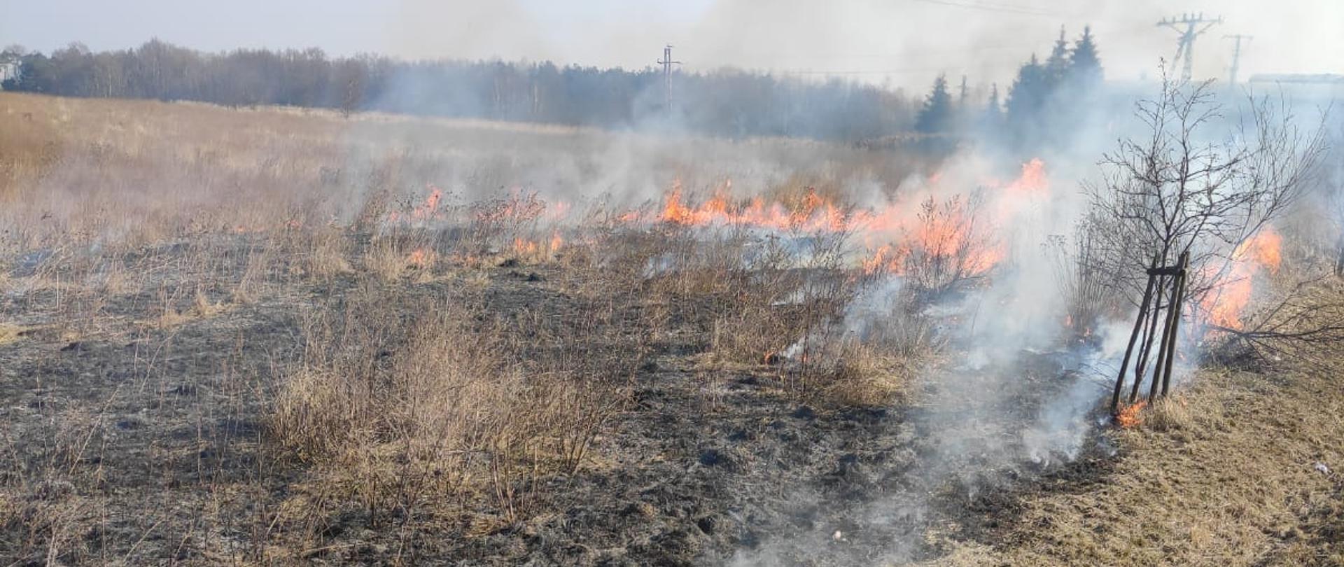 Pożar trawy na ul. Przemysłowej w Mianowicach.