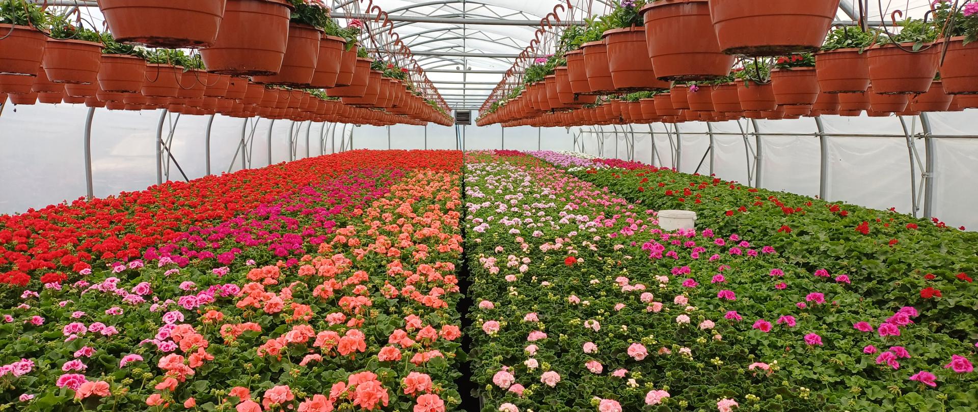 Szerokie wnętrze tunelu szklarniowego pełnego kwitnących pelargonii ustawionych w równych rzędach. Po obu stronach i nad głową wiszą długie linie brązowych doniczek z zielonymi roślinami. Dolna część zdjęcia pokazuje gęste łany kwiatów w intensywnych kolorach: czerwonym, różowym, łososiowym i jasnoróżowym. Pośrodku znajduje się wąska ścieżka między grządkami oraz biały pojemnik stojący na ziemi. Jasne, rozproszone światło przenika przez półprzezroczyste ściany szklarni.