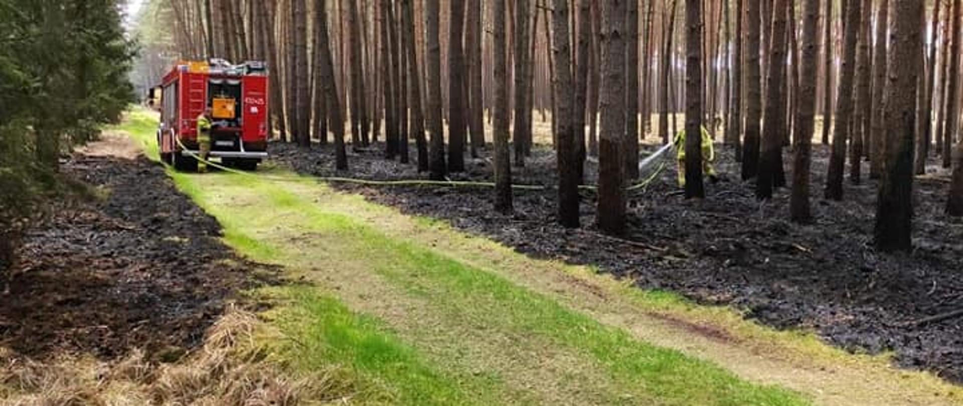 Widoczny pojazd gaśniczy biorący udział w działaniach gaśniczych. W tle spalona ściółka leśna.