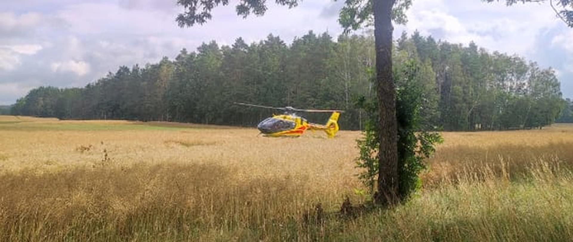 Wypadek samochodu osobowego przy miejscowości Łęknica - śmigłowiec LPR wylądował na polu ze zbożem. 