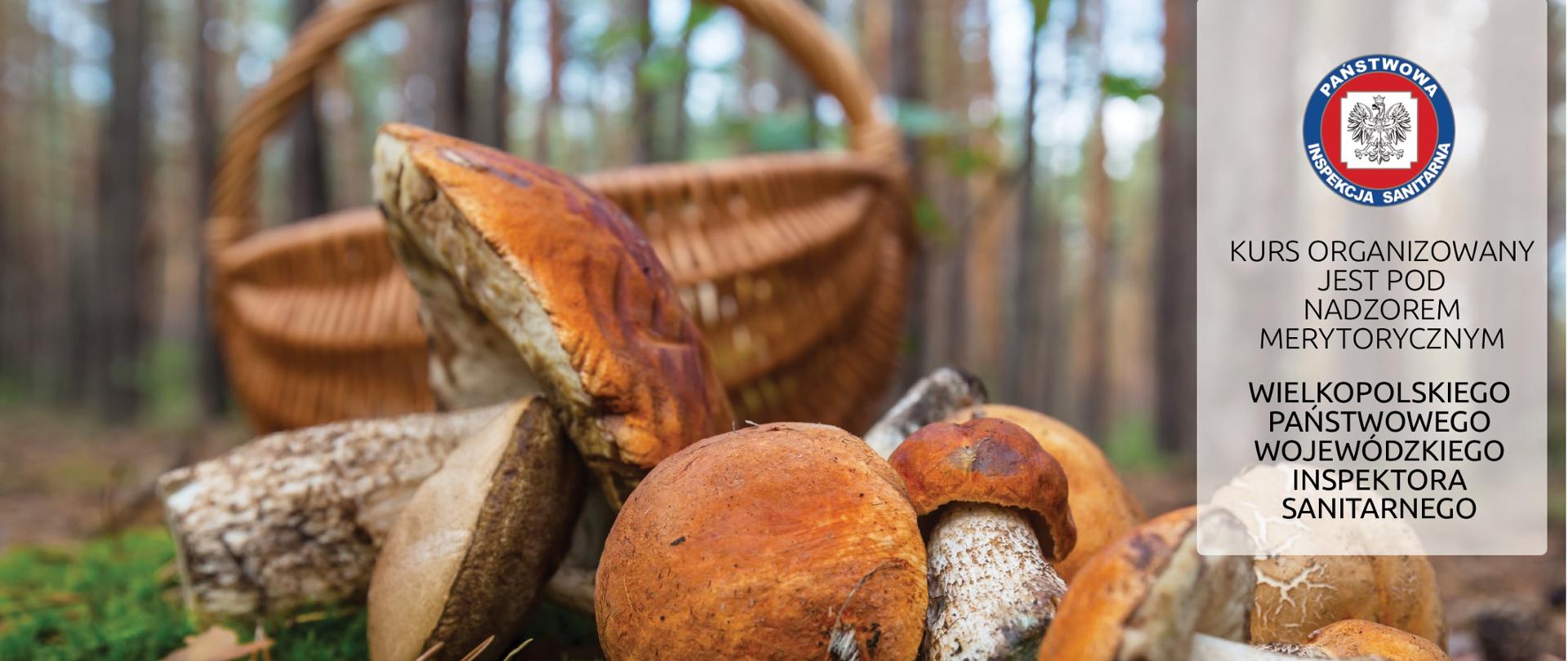Na zdjęciu widok leżących grzybów przed koszykiem po prawej stronie napis: Kurs dla kandydatów na KLASYFIKATORA GRZYBÓW organizowany pod nadzorem merytorycznym Wielkopolskiego Państwowego Wojewódzkiego Inspektora Sanitarnego
