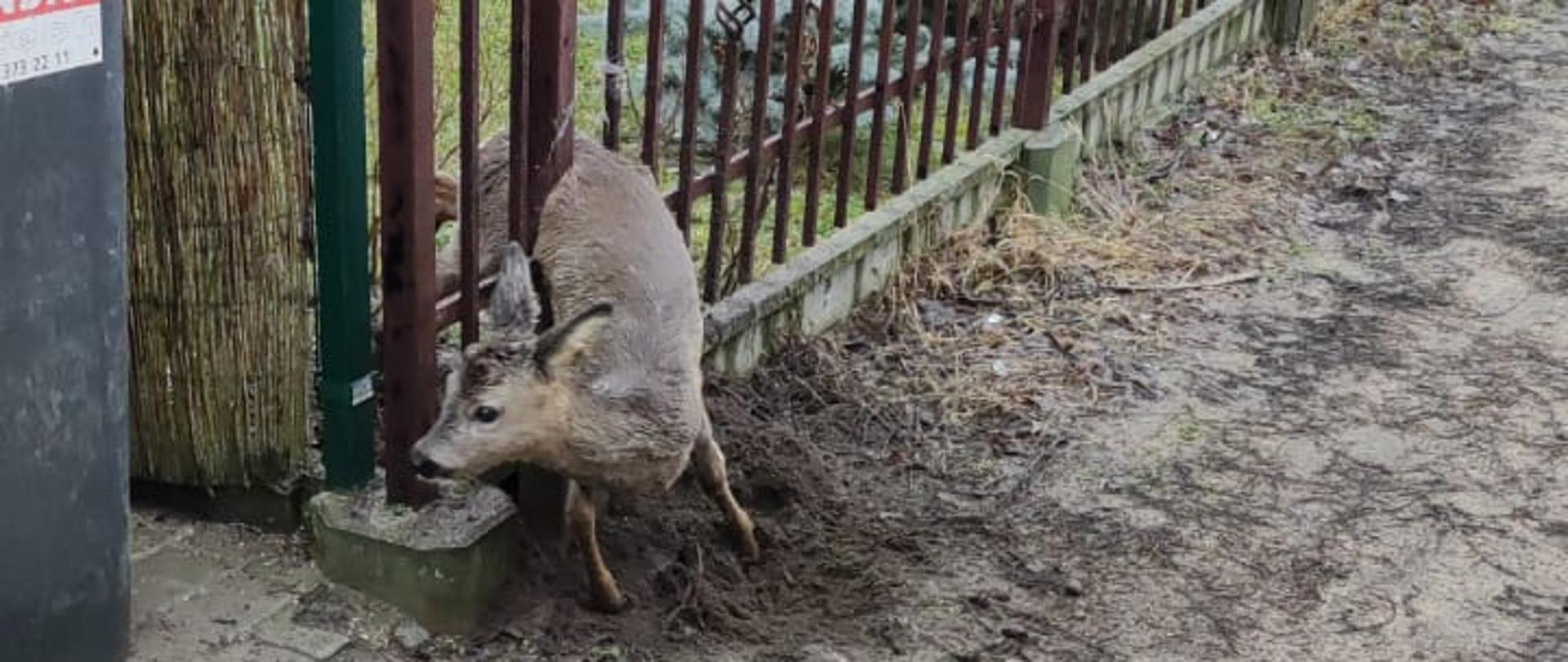 Widok z boku. Sarna uwięziona pomiędzy prętami ogrodzenia. 