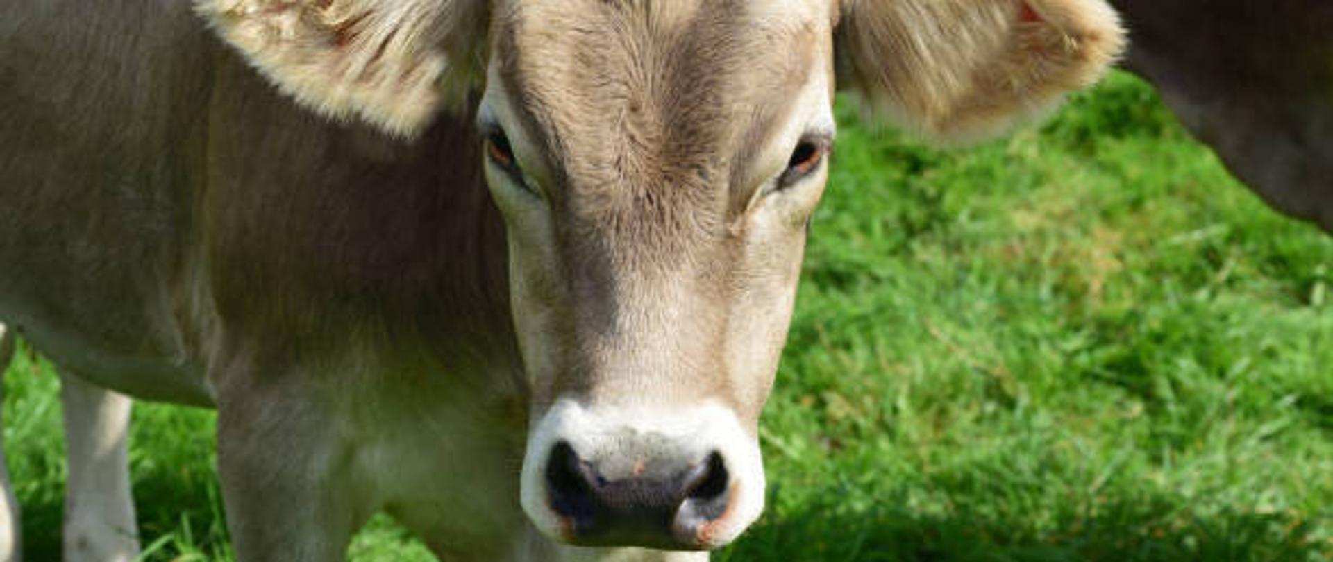 Typical young healthy brown cows in Bavaria on a pasture with gentle muzzle