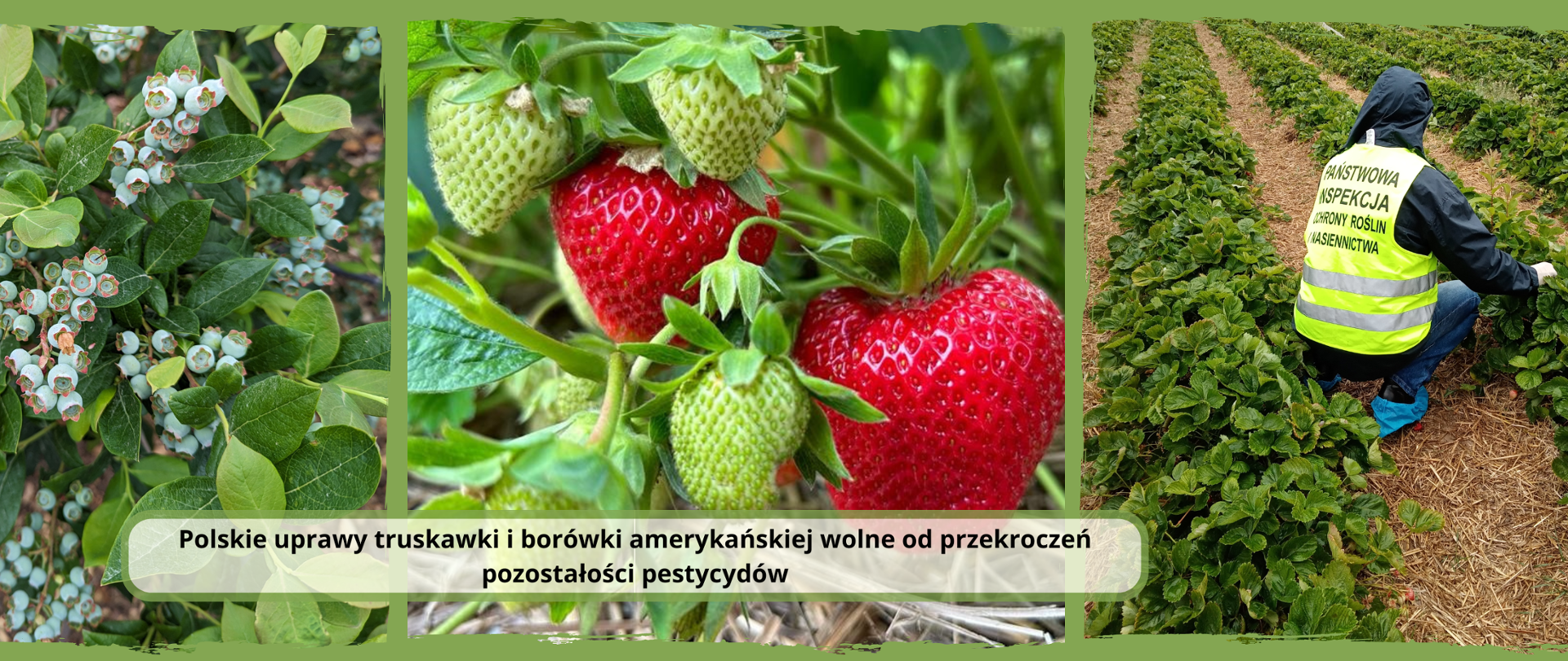 Polskie uprawy truskawki i borówki amerykańskiej wolne od przekroczeń pozostałości pestycydów