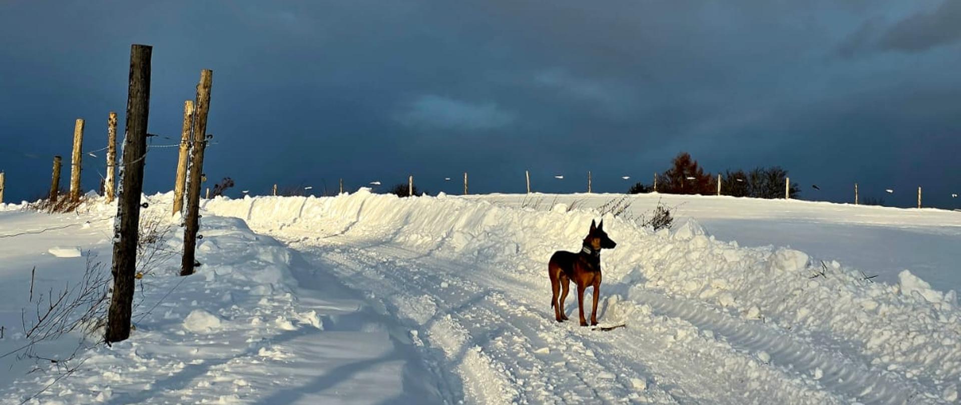 pies stojący na drodze, mroź i śnieg