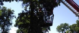 Zdjęcie przedstawia strażaka znajdującego się na podnośniku w dłoni trzyma piłę mechaniczną którą ucina połamaną gałąź drzewa.