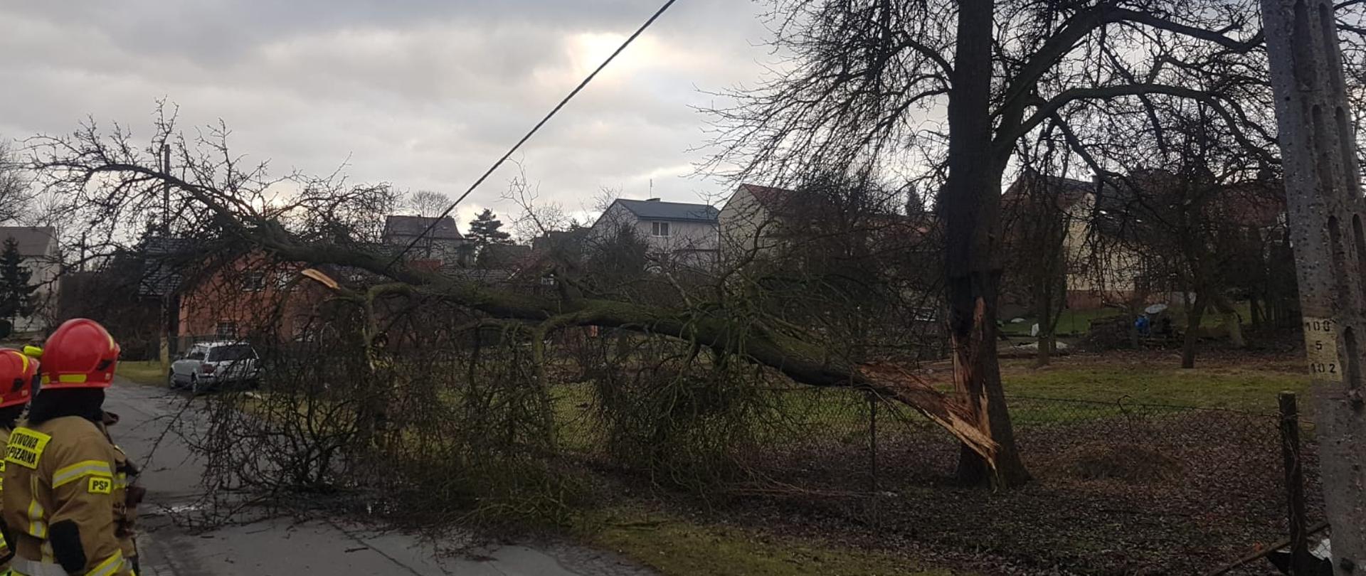 Uszkodzony konar drzewa w wyniku silnego wiatru odłamał się i zawisł na linii energetycznej biegnącej wzdłuż drogi asfaltowej. W tle stojący samochód osobowy a po lewej strażacy Państwowej Straży Pożarnej w umundurowaniu specjalnym z czerwonymi hełmami na głowach.