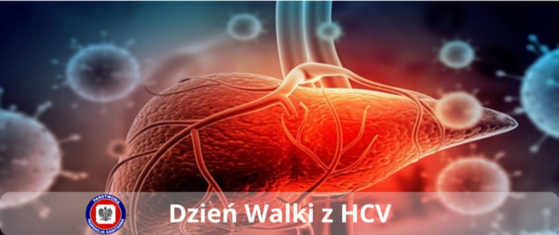 Grafika w tonacji grafitowo czerwonej przedstawiająca wątrobę w otoczeniu wirusów. Na dole przezroczysty pasek z centralnie umieszczonym jasnym napisem Dzień walki z HCV i logo Państwowej Inspekcji Sanitarnej po jego lewej stronie.