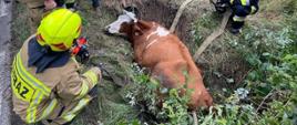 Zdjęcie przedstawia strażaków ratowników podczas uwalnianiq krowy z rowu melioracyjnego
