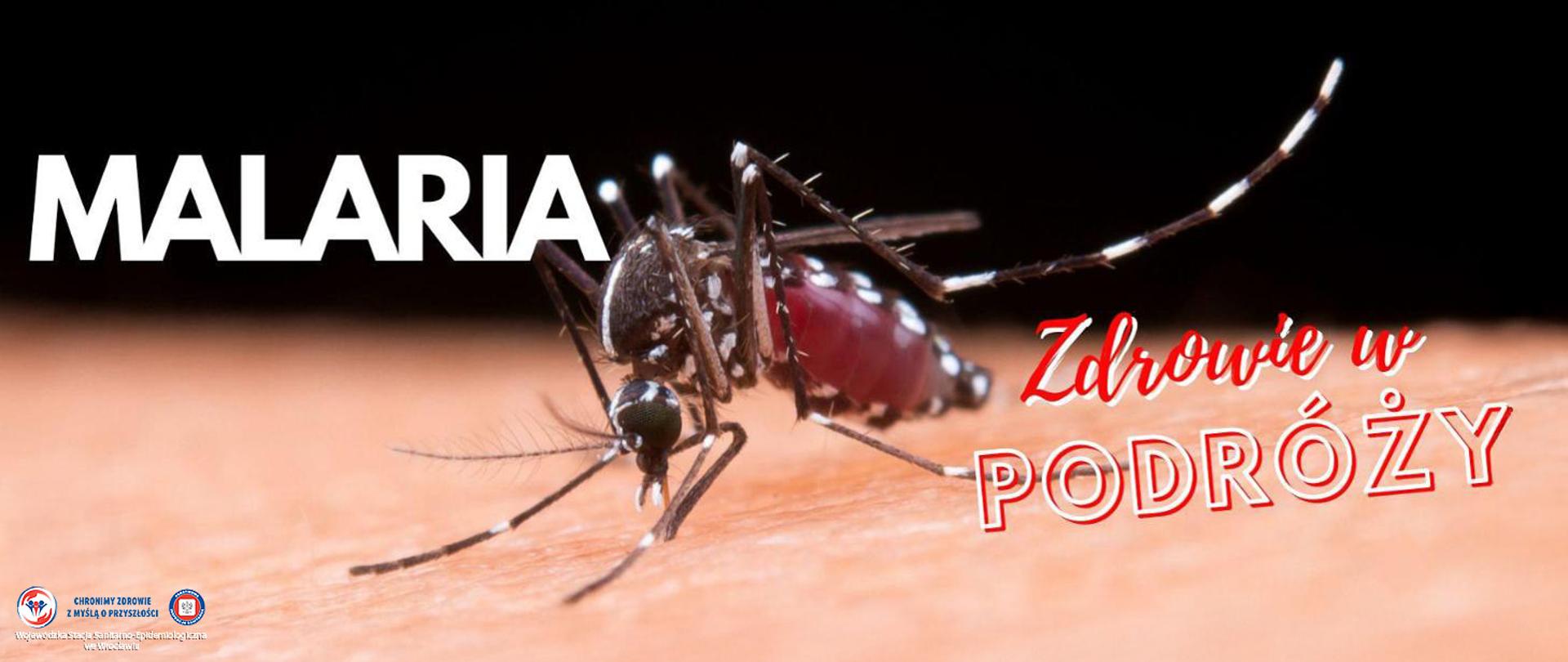 Zbliżenie komara siedzącego na skórze