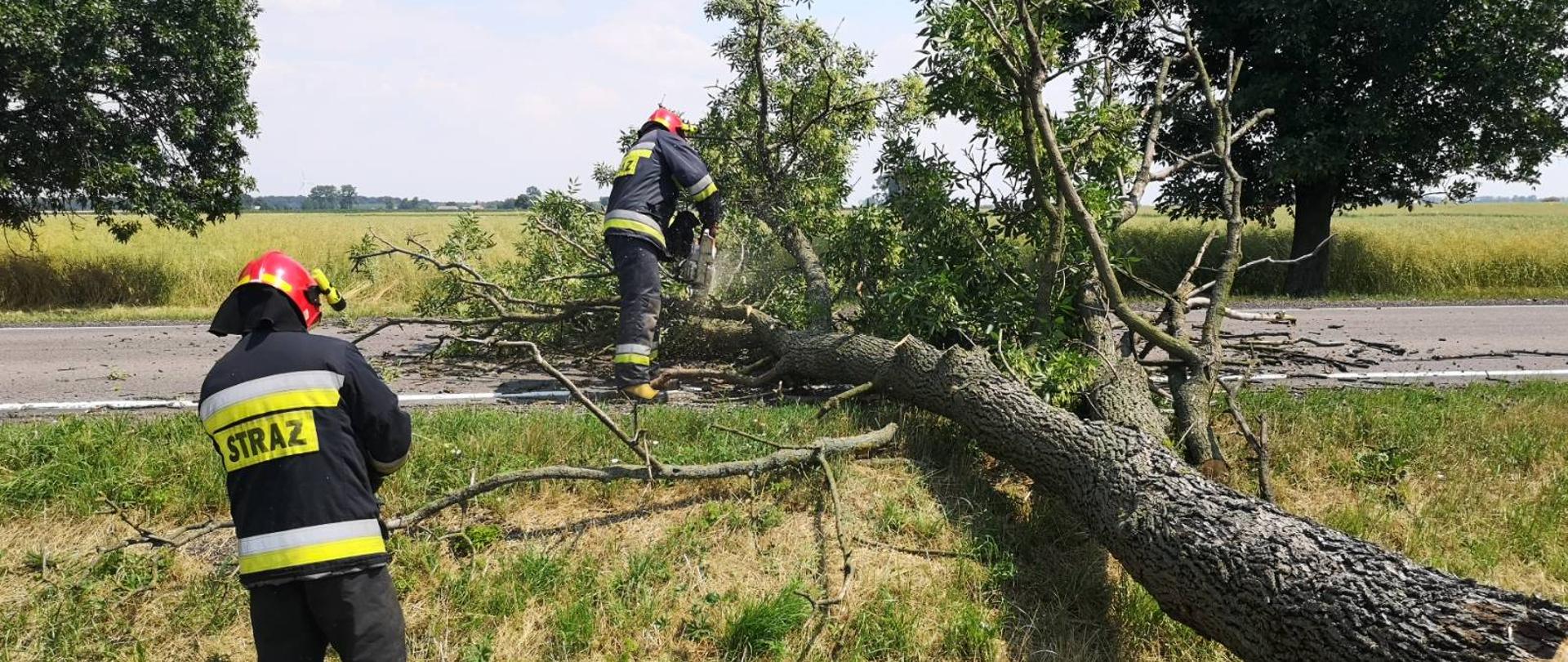 na zdjęciu widać dwóch strażaków tnących drzewo które przewróciło się na drogę