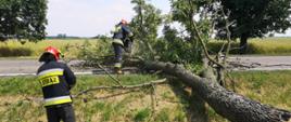 na zdjęciu widać dwóch strażaków tnących drzewo które przewróciło się na drogę